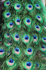 Obraz premium Tail of the peacock
