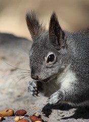 Squirrel close up