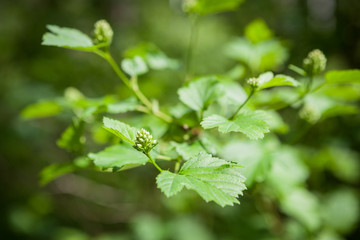 Green plant leaves and bud in garden