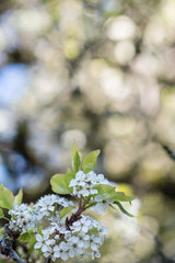 White Cherry Tree Flowers 