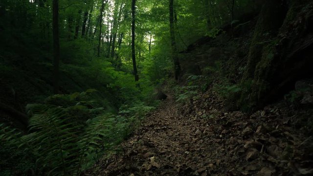 Gr&uuml;ner Wald im Fr&uuml;hling 4K Zeitraffer