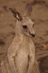 オオカンガルー