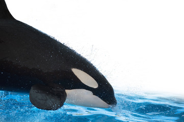 Obraz premium Killer whale jumping and splashing on the water on white isolated background
