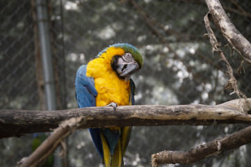 Andean macaw