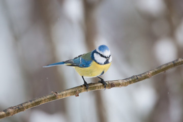Blue tit bird sitting on small branch