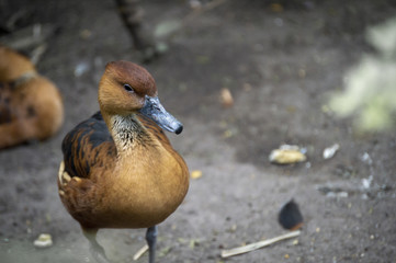 Andean duck brown
