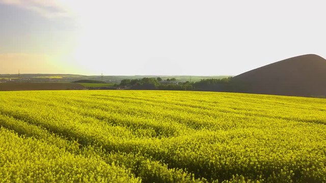 drone flight over rape fields