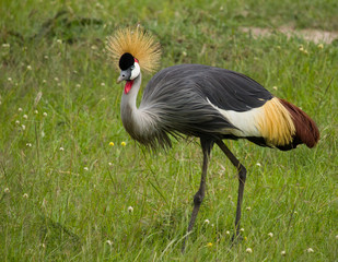 Crowned CraneThe National bird of Uganda © Hussain