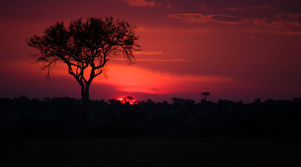 Fototapeta na wymiar Masai Mara National Park, Kenya