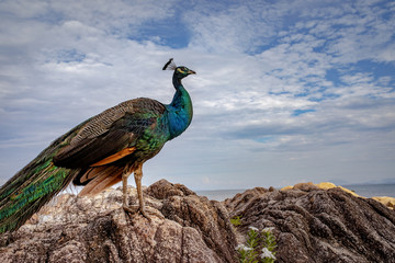 Obraz premium full body of beautiful feather indian peacock standing on rock