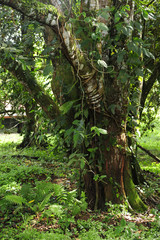 Fototapeta premium Epiphytes, or plants that grown on plants, are common in a tropical ecosystem.