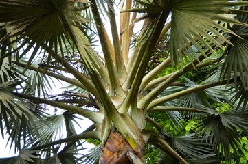 Fototapeta premium Close up of a palm tree.