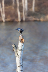 Hooded crow sitting on top of broken tree