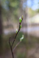 New leaf growing in tree at spring