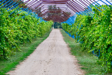 A large shed is a gazebo made of metal rods along a dirt road. Roadside gazebo made of steel for grapes. Blue grapes