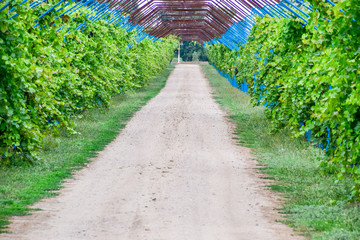 A large shed is a gazebo made of metal rods along a dirt road. Roadside gazebo made of steel for grapes. Blue grapes