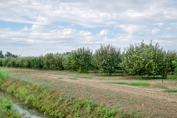 Fototapeta na wymiar Apple orchard. Rows of trees and the fruit of the ground under the trees.