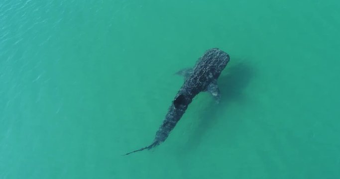 Whale Shark (rhincodon typus), the biggest fish in the ocean, a huge gentle plankton filterer giant,  swimming near the surface. La Paz Baja California sur, Mexico.