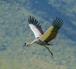 Crown Royal - A Grey Crowned Crane also known as a Royal Crane stretches its long, beautiful wings in flight. Ngorongoro Crater, Tanzania, Africa.