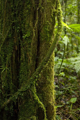 Fototapeta premium A moss-covered aerial root wraps around a tree trunk in the Monteverde Cloud Forest Preserve