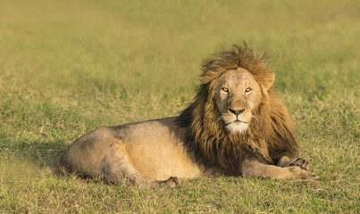 King of the Pride - A male lion, king of the lion pride, rests in the early morning light. Ngorongoro Crater, Ngorongoro Conservation Area, Tanzania, Africa. 