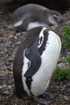 pinguim cabe&ccedil;a