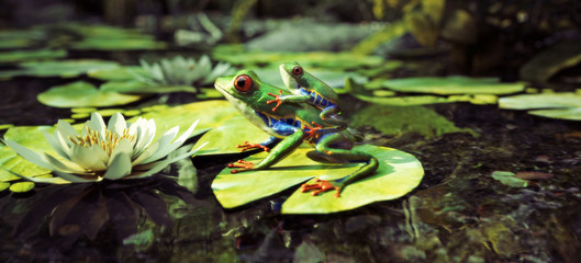 Fototapeta premium Rodzina Frog siedzi na liliowej podkładce z dzieckiem na plecach. Przywództwo, ochrona, bezpieczeństwo, koncepcja rodziny. Renderowanie 3d