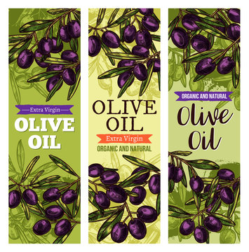 Vector olives bunch sketch banners for olive oil