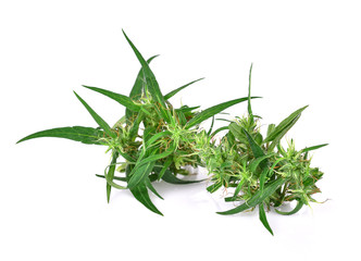 marijuana on white background