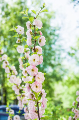 Decorative flowering almond or flowering plum (Prunus triloba) in bloom. Rose Tree of China. Terry form. Tree branches covered with many pink double flowers