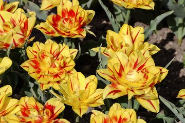 Tulpe Monsella (Tulipa, Liliaceae), Blüten im Frühling, Frühlingsblumen