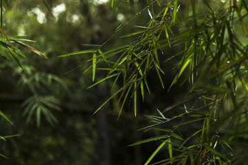 Bamboo tree after raining 03