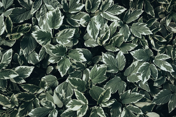 full frame image of green plant leaves background