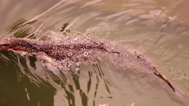 Monitor lizard swimming in the river, super slow motion
