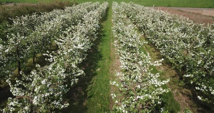 Aerial view of the rows of flowering apple trees in the fields of Poland