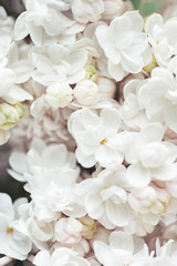 Fototapeta na wymiar full frame image of white terry lilac background