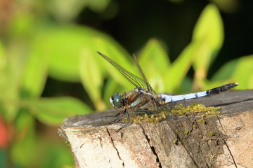 シオカラトンボ