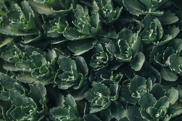 full frame image of succulents leaves background