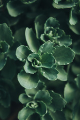 Close up shot of green succulents leaves