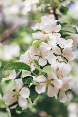 close up view of apple tree flowers with leaves