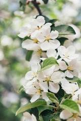 Fototapeta na wymiar close up view of white apple tree bloom with leaves