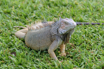 Close up of an Iguana on the grass