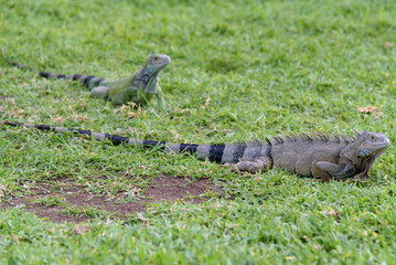Close up of an Iguana on the grass