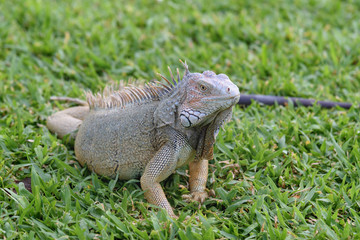 Close up of an Iguana on the grass