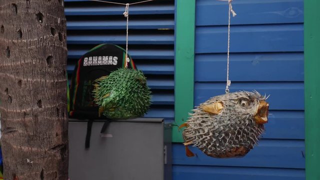 Figures of fugue fish hanging like decoration