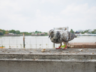 White pigeon eating bread.