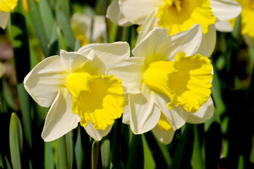 Narzisse Holland Sensation (Narcissus, Amarylli daeceae), Blüten im Frühling, Frühlingsblumen
