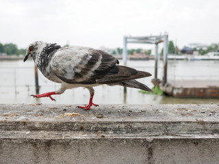 White pigeon eating bread.
