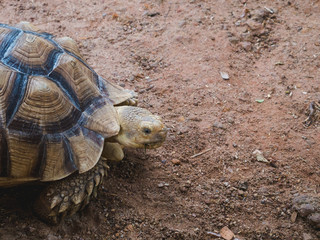 Brown turtles on the soil