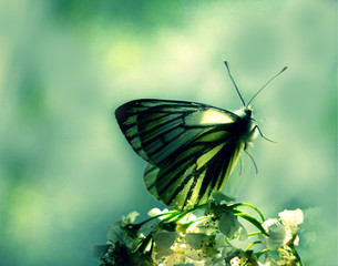 Beautiful gentle fairy-tale pastel composition.Butterfly close-up on white flowers on green with...
